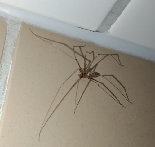 Zitterspinne - Bild 6