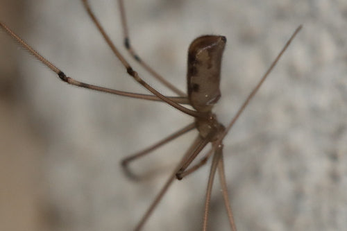 Zitterspinne - Bild 7