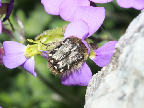 Zottiger Rosenkäfer — Bild 3