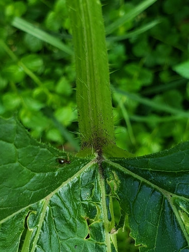 Zucchini - Bild 4