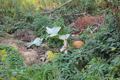 Zucchini - Bild 8