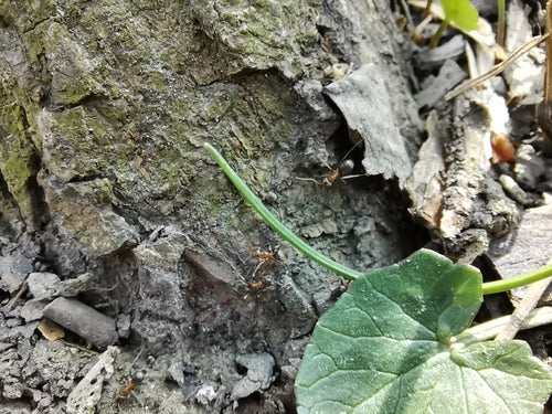 Zweifarbige Wegameise — Bild 1