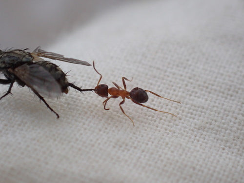 Zweifarbige Wegameise — Bild 5