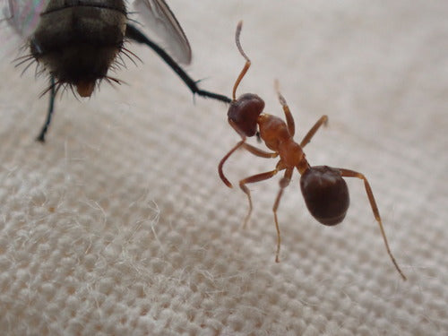 Zweifarbige Wegameise — Bild 3
