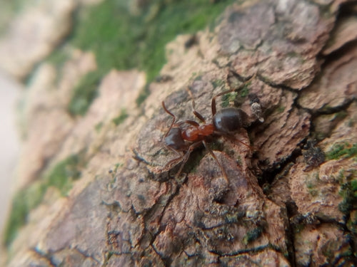 Zweifarbige Wegameise — Bild 2