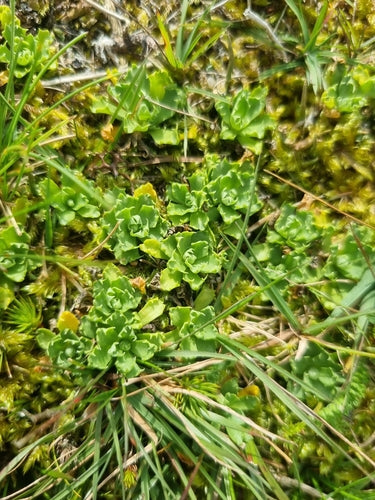 Zwerg-Primel — Bild 3 von 9