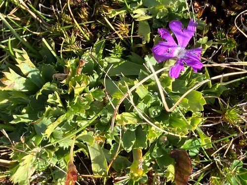 Zwerg-Primel — Bild 4 von 9