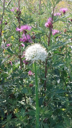 Naturaufnahme - Bild 8