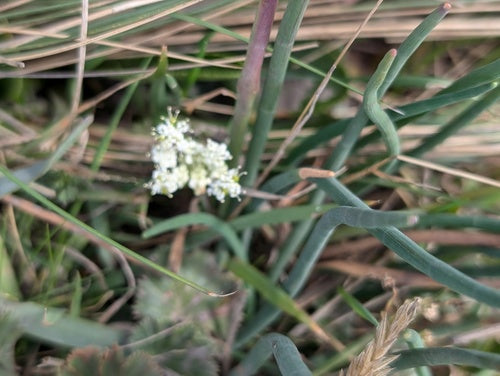 Zwiebeln — Bild 4