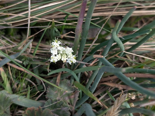 Zwiebeln — Bild 3