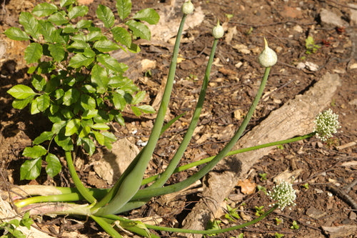 Zwiebeln — Bild 5
