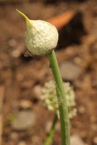 Naturaufnahme - Bild 7