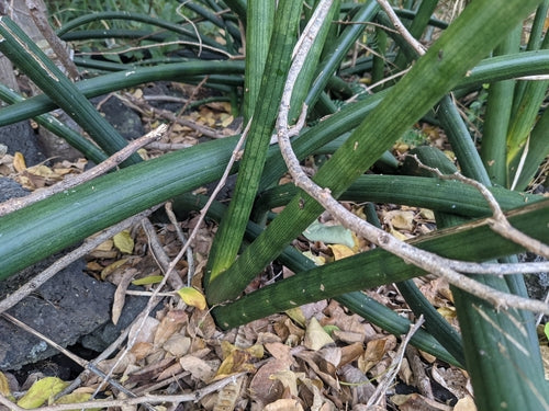 alocasia zebrina stützen Alocasia Zebrina (Elefantenohr) (L) kaufen? | Ollie main image 1