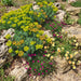 Zypressen-Wolfsmilch (Euphorbia cyparissias) in Blüte im naturnahen Garten (KI-generiert)