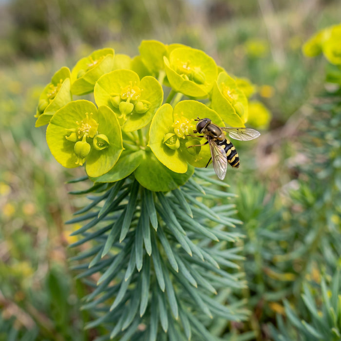 Blüte von Zypressen-Wolfsmilch (Euphorbia cyparissias) in Nahaufnahme (KI-generiert)
