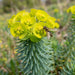 Blüte von Zypressen-Wolfsmilch (Euphorbia cyparissias) in Nahaufnahme (KI-generiert)