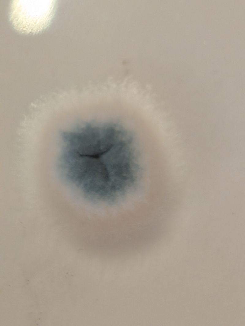 Detailaufnahme Kolonien